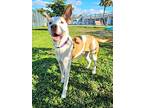 Marlin, Terrier (unknown Type, Small) For Adoption In Fort Myers, Florida