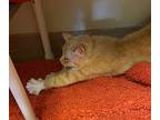 Tiffany, Domestic Shorthair For Adoption In Lincoln, Nebraska