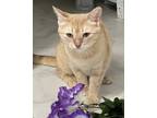 Mimosa, Domestic Shorthair For Adoption In Venice, Florida