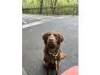 Parvati Shallow, Golden Retriever For Adoption In New York, New York