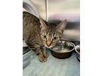 Snickers, Domestic Shorthair For Adoption In Keswick, Ontario