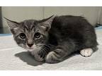 Tower-2, Domestic Shorthair For Adoption In Pomona, California