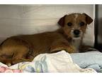 Daphnie / Ar5, Terrier (unknown Type, Medium) For Adoption In Pomona, California