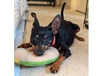 Minnie* / Ar-13, Miniature Pinscher For Adoption In Pomona, California