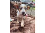 Daphne, Jack Russell Terrier For Adoption In Ola, Arkansas