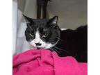 Mittens, Domestic Shorthair For Adoption In Jessup, Maryland