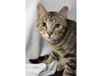 Bear, Domestic Shorthair For Adoption In Jessup, Maryland