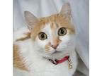 Emmy, Domestic Shorthair For Adoption In Jessup, Maryland