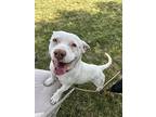 Spencer, American Staffordshire Terrier For Adoption In Tulare, California