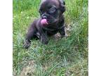 French Bulldog Puppy for sale in Durham, CT, USA