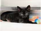 Scout, Domestic Shorthair For Adoption In Ann Arbor, Michigan