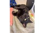 Jorge, Domestic Shorthair For Adoption In Duluth, Minnesota