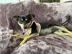 Chimera, Miniature Pinscher For Adoption In Las Vegas, Nevada