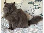 Missy - Offered By Owner - Long-haired Senior, Domestic Longhair For Adoption In