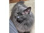 Fluffy - Offered By Owner -fluffy And Friendly, Domestic Longhair For Adoption