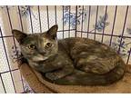 Cici, Domestic Shorthair For Adoption In Athens, Tennessee