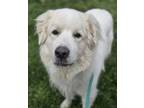 Theo Great Pyrenees Adult Male