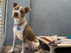 Nalla Bean, American Staffordshire Terrier For Adoption In Phoenix, Arizona