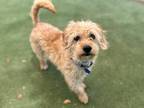 Johnny, Cairn Terrier For Adoption In Phoenix, Arizona