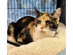 Squiggles, Domestic Shorthair For Adoption In Columbia, Illinois