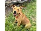 Luigi, American Pit Bull Terrier For Adoption In Jasper, Texas