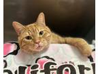 Tuck Tuck, Domestic Shorthair For Adoption In Fort Wayne, Indiana