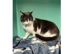 Suds, Domestic Shorthair For Adoption In Owosso, Michigan
