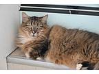 Rye (mall Of Nh), Domestic Longhair For Adoption In West Palm Beach, Florida