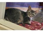 Rice Domestic Shorthair Kitten Female