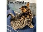 Sandy Cheeks Domestic Shorthair Kitten Female