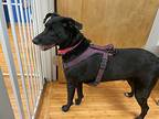 Josie, Labrador Retriever For Adoption In Kingston, New York