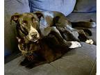 Snickers, Labrador Retriever For Adoption In Littleton, Colorado