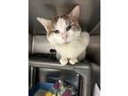 Leroy, Domestic Shorthair For Adoption In Columbia City, Indiana
