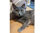 Miss Kitty Whiskers, Domestic Shorthair For Adoption In Blackwood, New Jersey