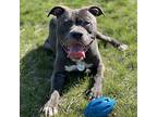 Rex, American Pit Bull Terrier For Adoption In Baltimore, Maryland