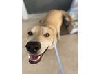 Ren, Labrador Retriever For Adoption In Denver, Colorado