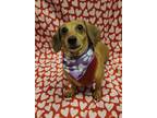 Tubby Tammy, Dachshund For Adoption In Lafayette, Indiana