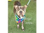 ROYAL/JERKINS American Pit Bull Terrier Young Male
