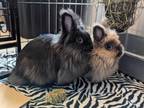 Maisy, Lionhead For Adoption In Edmonton, Alberta