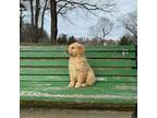 Golden Retriever Puppy for sale in Shrewsbury, MA, USA