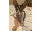 Betty, Rat Terrier For Adoption In Spring, Texas
