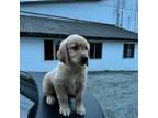 Golden Retriever Puppy for sale in Shrewsbury, MA, USA