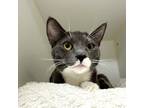 Triscuit, Domestic Shorthair For Adoption In Woodinville, Washington