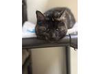 Sarah, Domestic Shorthair For Adoption In Ponderay, Idaho