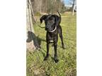 Toby, Retriever (unknown Type) For Adoption In Gulfport, Mississippi