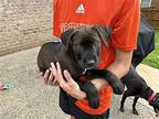 Chewy~, Labrador Retriever For Adoption In Columbia, Tennessee