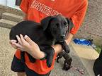 Kylo~, Labrador Retriever For Adoption In Columbia, Tennessee
