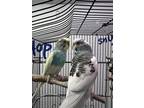 Maui (bonded With Baby), Budgie For Adoption In Martinez,