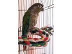 Conure West, Conure For Adoption In Martinez,