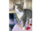 Alex, Domestic Shorthair For Adoption In Skokie, Illinois